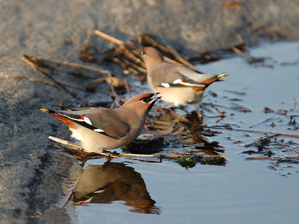 Tilhi, Bohemian Waxwing, Bombycilla garrulus